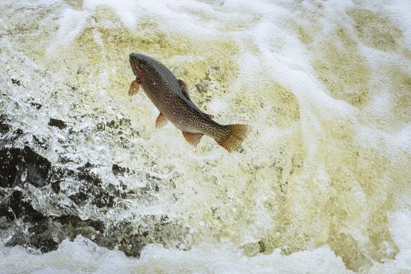 I’ve occasionally visited the Pine Creek Weir and fish trap near Spalding above Eagle Lake in Lassen County, CA, to watch the local rainbow trout try to spawn. For years, these fish relied on Pine Creek, but low flows often doomed the run. The weir was built to intercept them for conservation, but in recent years, mature trout have been collected by electrofishing near Gallatin Marina due to poor streamflow. With better flow this year, it’s unclear if they’ll return to using the traps. My first attempt to photograph jumping trout there was with a Canon Rebel X from Walmart back in the 1900s—three wasted rolls of film and no fish. Since then, it’s usually been either fish but no camera or camera but no fish. A few days ago, I tried again—no jumps. This time, I went later in the day and was rewarded with a big school and some jumping. I chatted with a nice couple, and with my modern camera firing at 15 fps, I captured over 200 frames—finally getting a few shots I like, including this one
