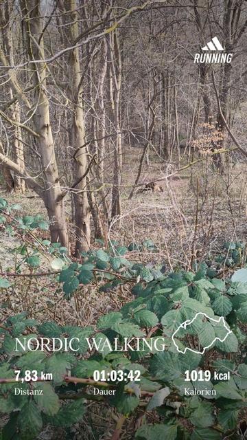 Picture of the Köppernitztal, a tiny forest valley, with blackberry bushes in the front and overlayed by workout metrics:
- 7,83km
- 1h 3min 42sec
- 1019 kcal