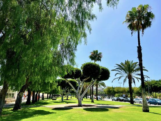 Gran Canaria, Playa del Inglés, Parque de la Paz (Peace Park) on a summer day. All by myself enjoying the funny shapes of several trees being trimmed with funny rounded shapes as if they were lollypops! I mean, like who designs to trim them that way? Do they think it's funny? I did get a smile or two on my morning walk though! Mission accomplished, I guess 😍👍🏻 heh