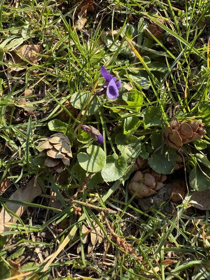 Veilchen im Garten