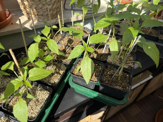 Chili im Wintergarten