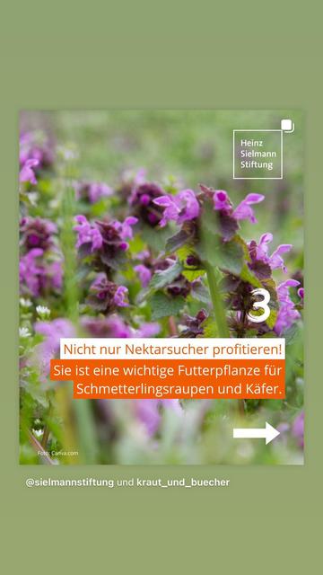 Beitrag über die Nützlichkeit der Purpurroten Taubnessel als Insektennahrung, die lange blüht.