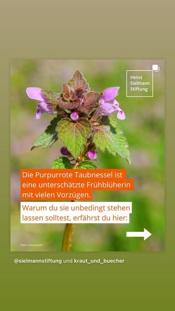 Beitrag über die Nützlichkeit der Purpurroten Taubnessel als Insektennahrung, die lange blüht.