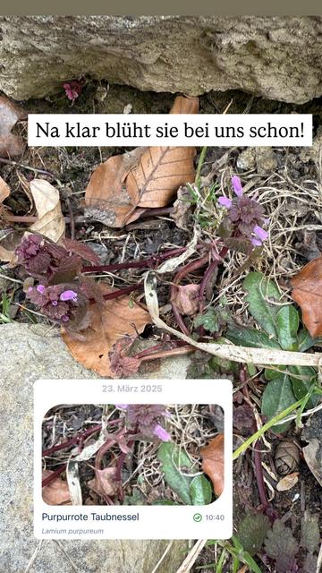 Bei uns blüht die Taubbessel auch schon