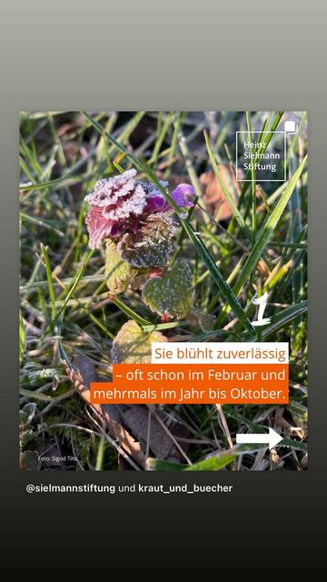 Beitrag über die Nützlichkeit der Purpurroten Taubnessel als Insektennahrung, die lange blüht.