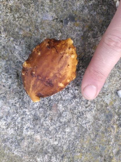 American ground nut 3 times wider than my finger
