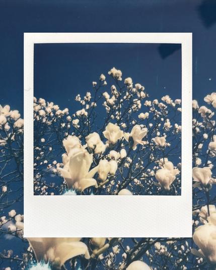 A polaroid photo of white magnolia flowers against a blue background.