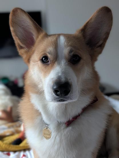 A very handsome Corgi staring into the camera. He has big ears. His name tag is visible and reads "Sheridan"