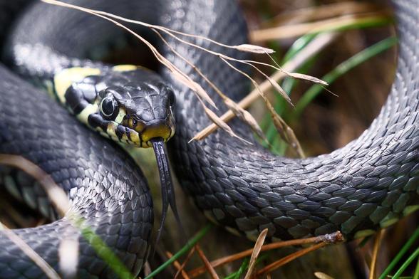 Close shot of a grass snake showing its split tongue in a pine forest by the sea