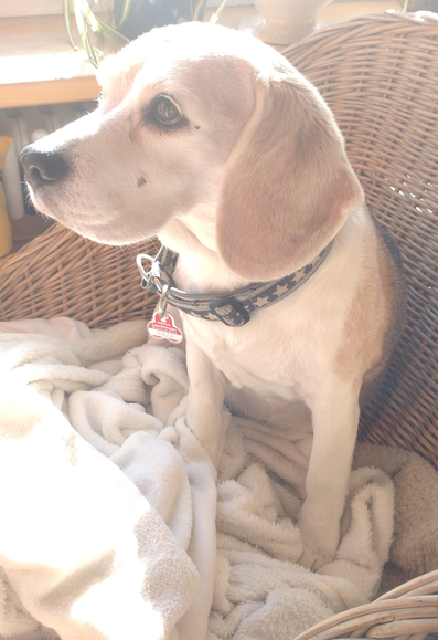 A light-colored beagle is sitting on beige blanket in a basket chair near the window sill. The sun is shining. She's looking to the left.