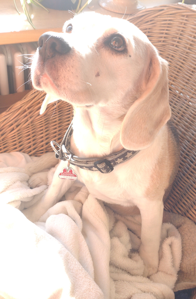 A light-colored beagle is sitting on beige blanket in a basket chair near the window sill. The sun is shining. She's looking upwards with expectation in her eyes.