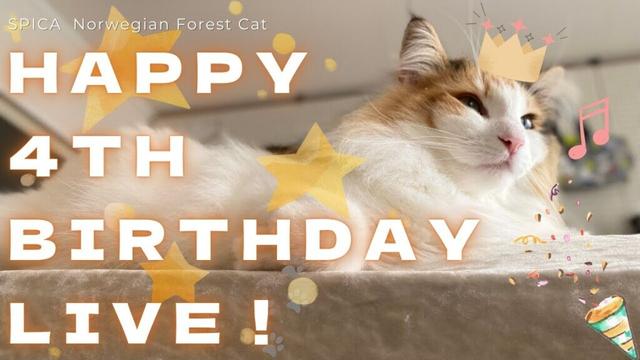 スピカちゃん4歳のお誕生日おめでとう！！【保護猫/シャム猫/シャムミックス＆北欧猫/ノルウェージャンフォレストキャット】#cat #japanesecat