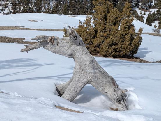 Dead tree that resembles a sitting long-snouted animal
Snow
Evergreen trees and bushes