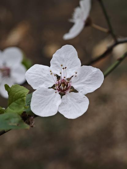 A macro shot of a small white blossom with five leaves.