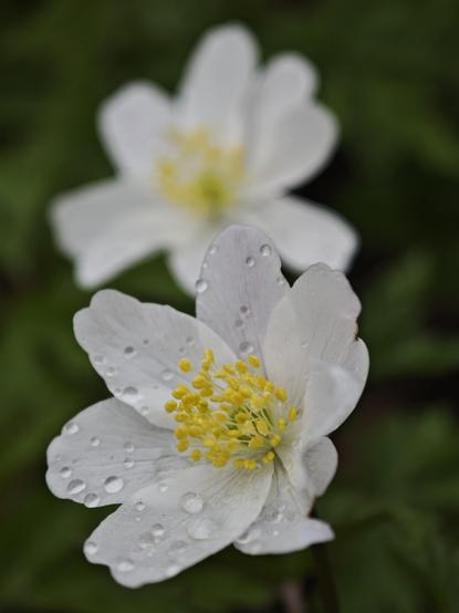 Another macro shot. Two white blossoms, with yellow pistils (?).