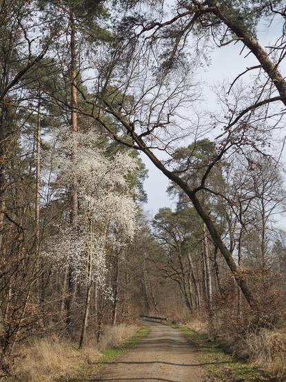 A gravel path in the forest. Some trees tilt from the right side to the left. On the left side, there's also a tree with white blossoms.