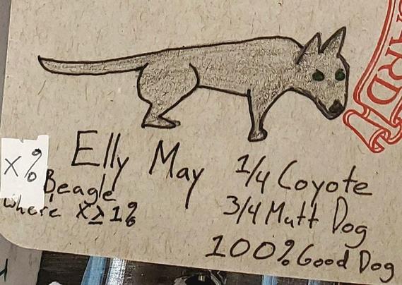 A colored pencil and ink sketch of a dog.  It's a mutt, heavy to coyote, black coat, dark green eyes, a long'ish low'ish body, a no-nonsense face.  And text with her name, Elly May, and her breed, 1/4 coyote, 3/4 Mutt, 100% Good Dog.  X% > 1% Beagle.