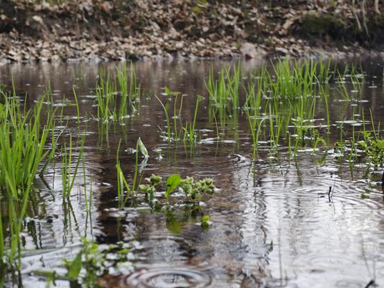 A zoomed shot of a large puddle with grass growing in it. The raindrops form ripples on the surface of the water.