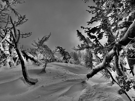 A dense maze of winter cloaked branches on the mountain leads the viewer to a cloud covered ridge draped in snow and clouds.