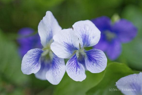 Blue Violets Wildflower - the humble common blue violet is the New Jersey state wildflower. The blue-violet symbolizes truth and loyalty while also embodying a sense of modesty spiritual wisdom and humility.