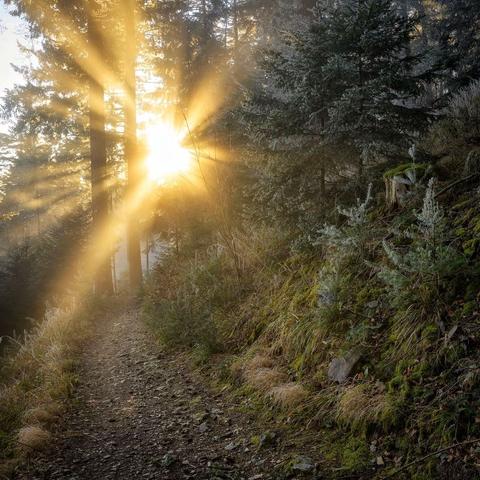 Das Bild zeigt einen Wanderweg im Wald, der in Richtung der Sonne zeigt, die in Strahlen durch die Bäume scheint.