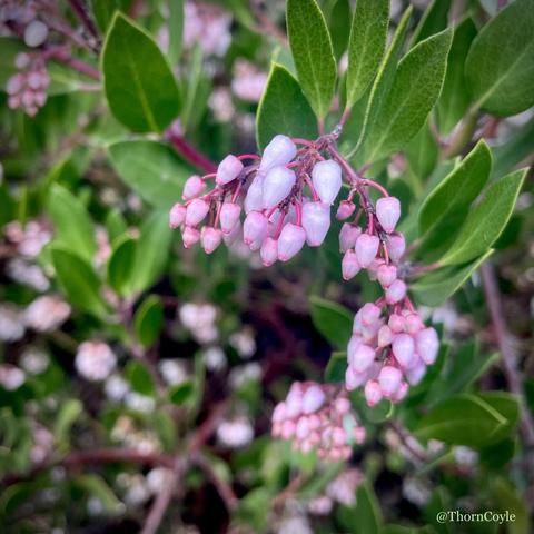 A cluster of pink, bell like manzanita flowers among pointed green leaves.