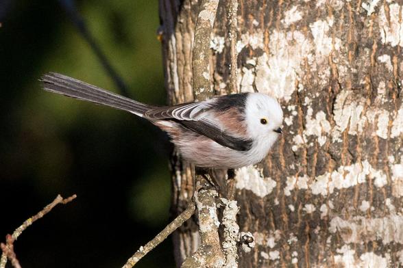 Pyrstötiainen (Aegithalos caudatus) ilta-auringossa vaahteran oksalla.