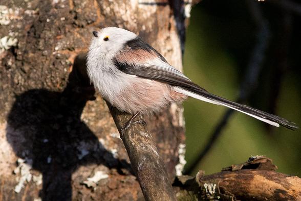 Pyrstötiainen (Aegithalos caudatus) ilta-auringossa vaahteran oksalla.