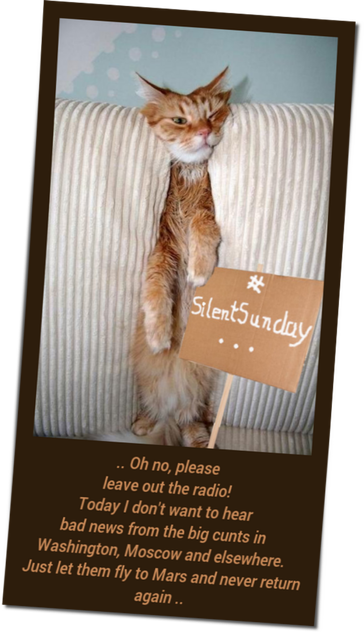 On this polaroid you can see a cat compressed between the sofa. In front of her a cardboard sign with the inscription "#silentsunday ...".
Under this "cat retreat scenery" you read the thoughts of the cat: 
".. Oh no, please leave out the radio. 
I don't want to hear bad news from the big cunts in Washington, Moscow and elsewhere today. 
Just let them fly to Mars and never return .."

This cat, which looked exhausted and in need of rest, was let in, received milk, veggiestraws and a place to rest 
by A. Traveler
