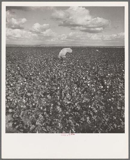 This black and white photograph captures a scene from the San Joaquin Valley in California, where migratory field workers are picking cotton. The central focus of the image is a person bent over amidst rows of blooming cotton plants. Above them floats an enormous cloud-like structure that appears to be bales of harvested cotton or perhaps cotton packaging material.
The sky above is partly cloudy with cumulus clouds scattered throughout. Surrounding the field, other vegetation can be seen in various shades of green and hints of white flowers among the leaves. The overall composition emphasizes the laborious work being done by these pickers under a vast expanse of open skies.