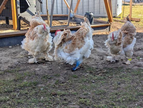 A ground-level, medium shot shows three light-coloured Faverolles chickens with mottled brown and white plumage, appearing ruffled by the wind. Their feathers are somewhat tousled and slightly lifted, indicating a breeze. They stand on a patch of earth with sparse green grass, facing slightly away from the viewer and towards the left. They have feathery legs and small red combs. Behind them, a wooden chicken run with wire mesh sides and a black coop inside is visible. The ground of the coop is covered in wood shavings. In the background, a wire fence encloses the area, and a light-coloured shed is partially visible on the right. The overall lighting suggests it is daytime.