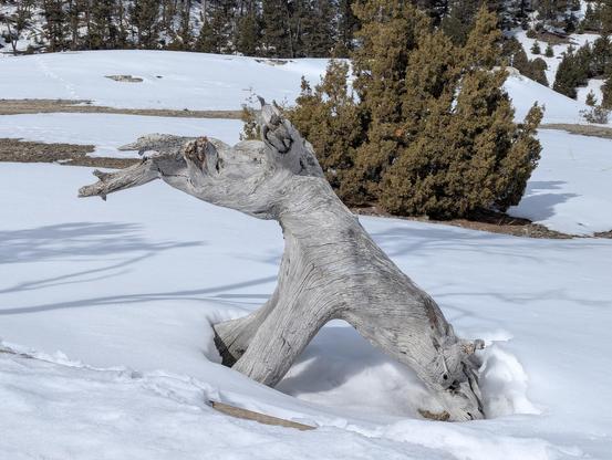 Dead tree that resembles sitting animal with long snout
Snow
Evergreen bush and trees