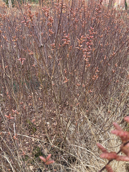 Een dichte begroeiing van opwaartse sprieten met dwarsstaande oranjebruine knoppen.