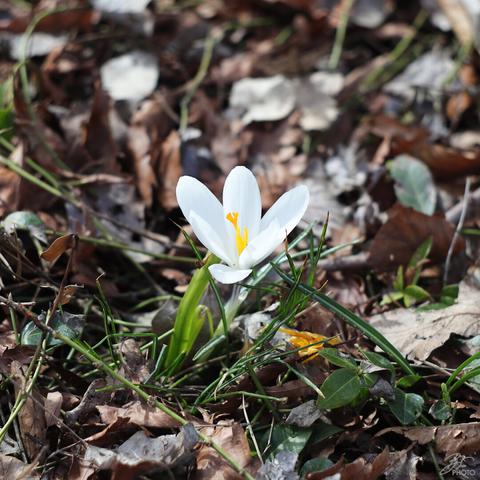 White Crocus Rising