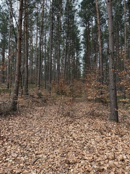Zugewachsener Rodelberg