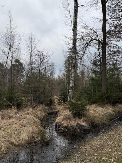Mein Waldort mit Eiche, Birke, Wassergraben (heute etwas gefüllt)