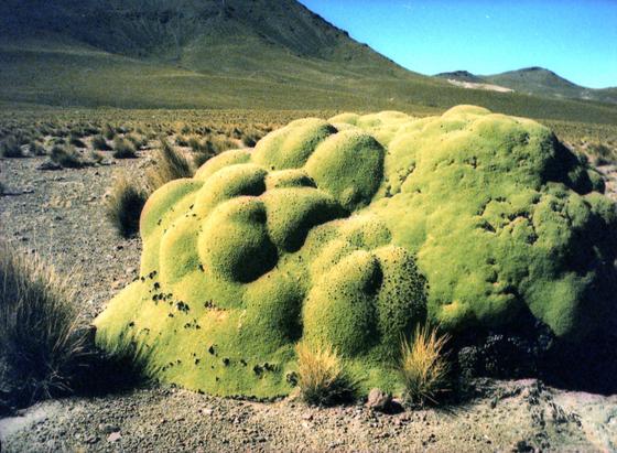 A velvety looking bright green blob in the desert. There's some tufts of grass next to it, and mountains on the background. The blob looks about a meter high and 1,5 meter wide.
