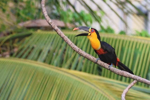 A toucan bird singing. The bird is mostly black, its chest yellow with a red neck, blue feet and blue eyes.