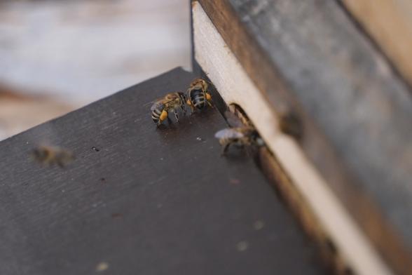 Bienen mit Pollen an den Hinterbeinen.