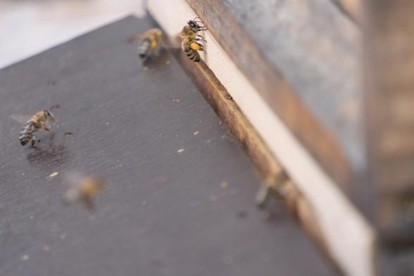 Bienen mit Pollen an den Hinterbeinen.