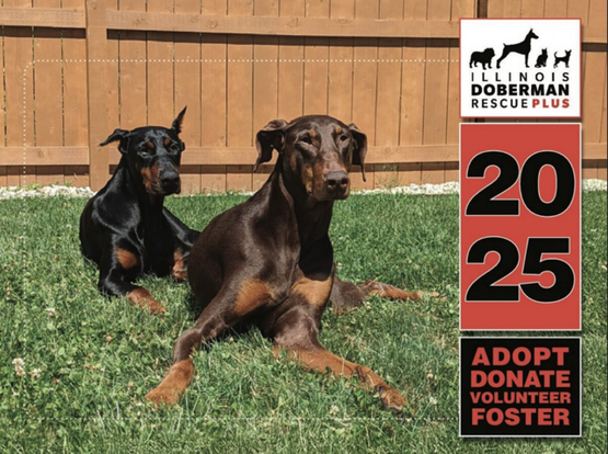 Illinois Doberman Rescue logo with two dobermans pictured.