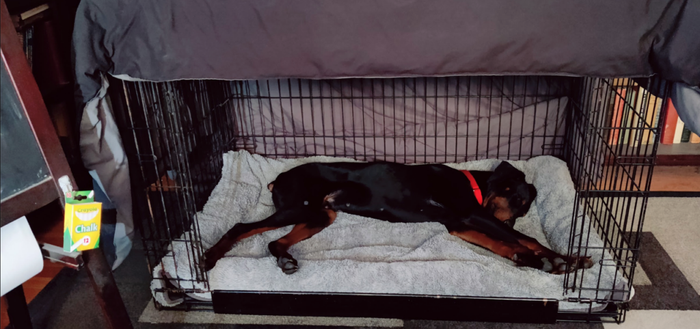 Mowgli stretched out in his crate