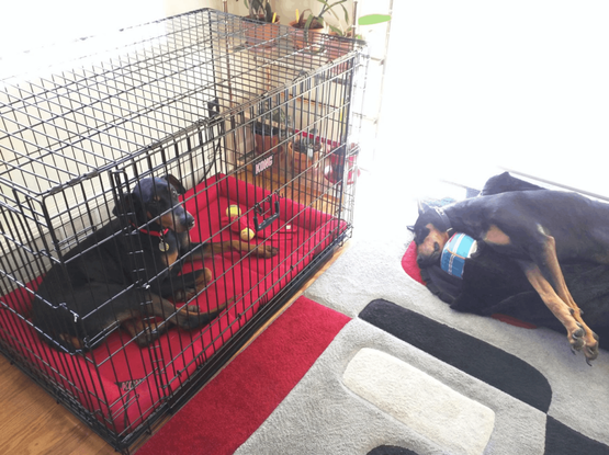 Lemmy in the Crate with Sammy on her bed in front of a brightly lit window.