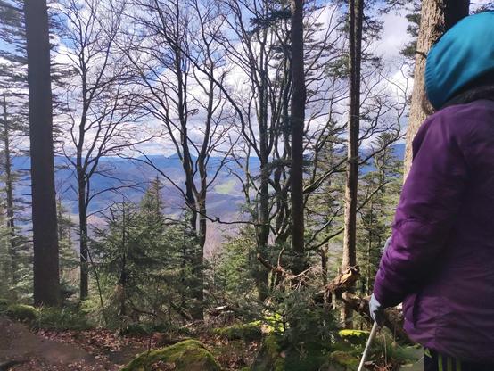 a landscape picture of a valley through a late-winter forest with a visually impaired friend from behind. some trees are quite curly