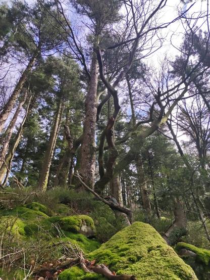 a curly tree from below, above some rocks cover with moss