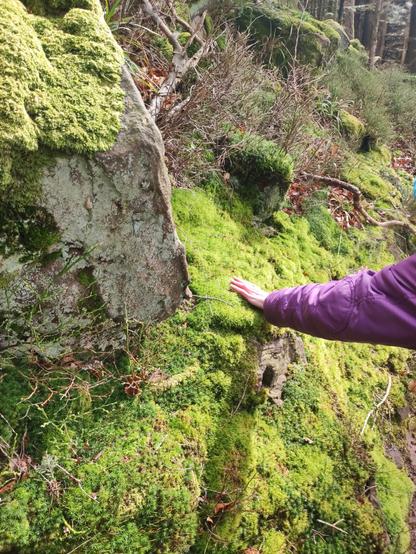 the left hand of my friend carressing the moss on a stone
