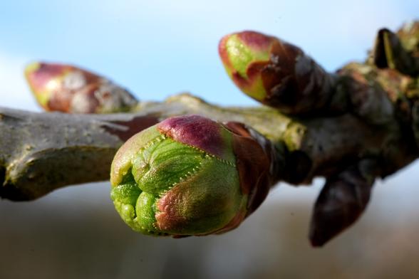 Een knop van een kers van dichtbij. De knop staat op het punt om open te gaan. Je ziet groengeaderde groene blaadjes en in het midden een open ruimte omgeven door bolletjes waar de bloemen inzitten.