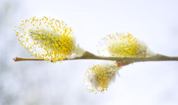 Pussy willow branch with three flowers.