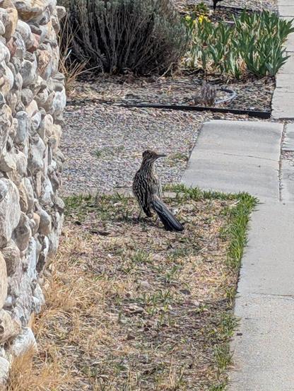 Picture of wild New Mexico road runner bird at rest, standing on a patch of dry grass, next to a stone wall and sidewalk.