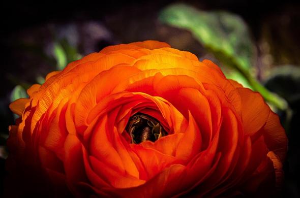 The image shows a close-up of an orange flower. The petals are layered and appear to have a silky texture, with some green foliage in the blurred background.